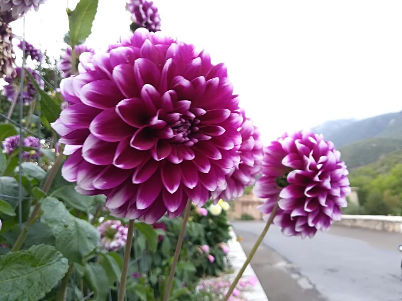 Elafos Spa Hotel Ellinikón Dış mekan fotoğraf